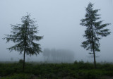 Misty morning near Trellech