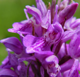 Southern Marsh orchid detail or possibly a common spotted growing in a marshy area, Kenfig