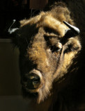 Stuffed bison head, Hotel Bialowieski