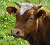 Domestic Bull 9205 for comparison