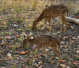Female Spotted Deer feeding_Pench