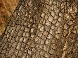 Crocodile Bark Tree