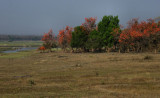 Flame of the Forest trees_Pench