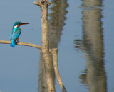 Common or Little Kingfisher and reflections_Pench