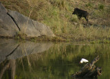 Wild Boar and Egret_Kanha