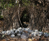 Great Bower Birds bower or dispolay area, outside Bark Hut cafe & decorated with snail shells