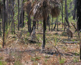 Three grey kangaroos near Two Mile Hole Kakadu