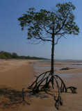 Mangrove on beach at West Alligator Head