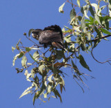 Red Tailed Black Cockatoo at Kakadu Lodge