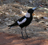Australian Magpie at Bungle Bungles
