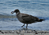 Immature Pacific Black Backed Gull with shell Devonport