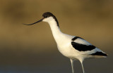 Pied Avocet -   - Recurvirostra avosetta
