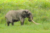 Tanzania 2010 293.jpg