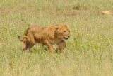 Tanzania 2010 1552.jpg