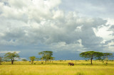 Tanzania 2010 2112.jpg