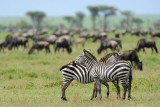 Tanzania 2010 2537.jpg