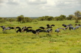 Tanzania 2010 0843.jpg
