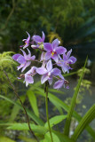 Native orchid, Matikuri