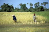 Rice harvest outside Siem Reap