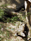 Komodo dragons, Komodo National Park, Indonesia