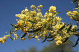 Prickly Wattle in blossom