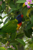 Native lorikeet