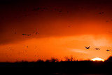 2008-3-21 3957 Crane Sunset V.jpg