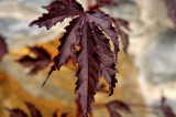 35mm, f/4.5 Macro of vine leaf, wall as background.JPG