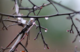 Rainy Day Branches #1