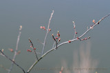 Early Buds (1)