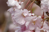 Blossoms  Bees 20100413_08.JPG