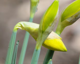 D300 macro shots_20080412_08_spring daffodils.JPG