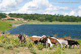Ovelhas e Parede do Aude