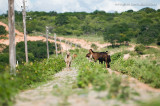 Vista da Parede do Aude e Caprinos