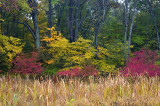 Fall Forest Cross-section 2 - Maine
