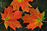 Maple Leaves - Letchworth Falls SP, NY