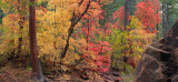 AZ - Oak Creek West Fork Fall Color 4