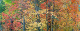 AZ - Oak Creek West Fork Fall Color 5