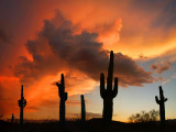 Saguaro Sunset 1