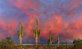 AZ - Saguaro Sunset 3
