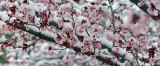 AZ - Sedona - Snowy Japanese Maple 1