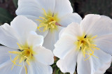 Dune Evening Primrose