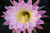 AZ - Echinopsis Easter Lilly Cactus 3