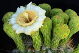 AZ - Saguaro Blossoms 2