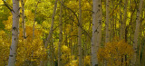 Colorado - Kebler Pass Backlit Aspens_23x50