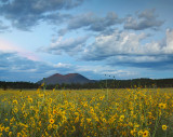 Flagstaff - Bonito Park Sunflowers_23x29