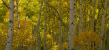 Kebler Pass - Aspen Panoramic