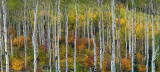 McClure Pass - Aspen Panoramic