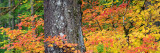 Silver Falls SP - Maple Panorama