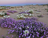 Mojave Desert - Sand Dune Flowers  Earths Shadow 2